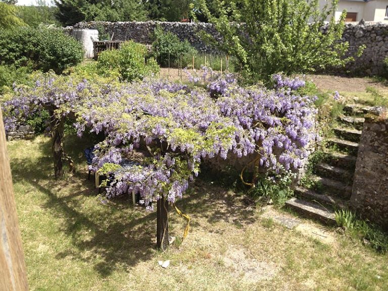 La glycine sur la tonnelle